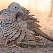 Zebra Dove